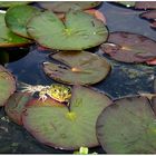 Kleiner Frosch mit großer Nase