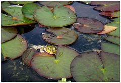 Kleiner Frosch mit großer Nase