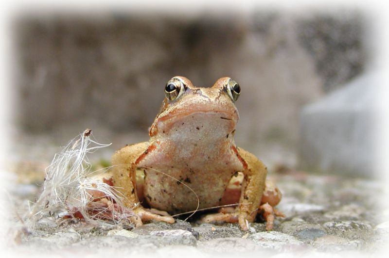 Kleiner Frosch vor meiner Tür