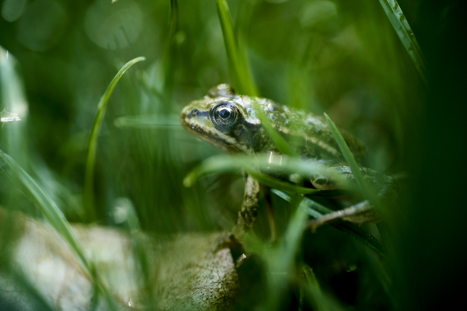 Kleiner Froschim Gras