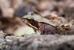 Kleiner Froschkönig