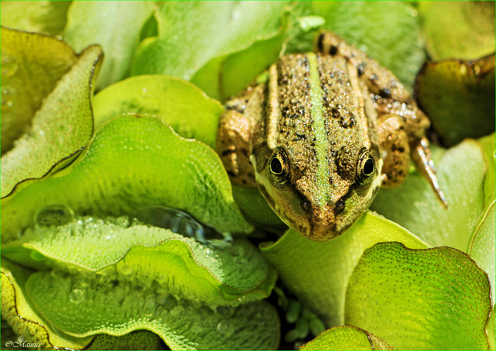 Kleiner Froschkönig