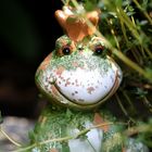 kleiner Froschkönig