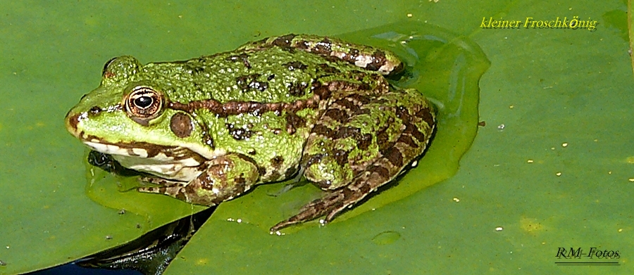 kleiner Froschkönig