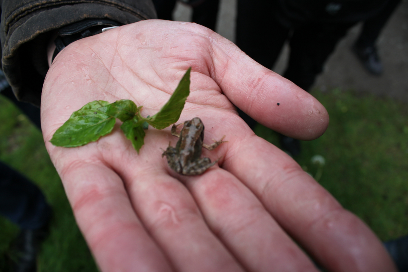 Kleiner Froschkönig