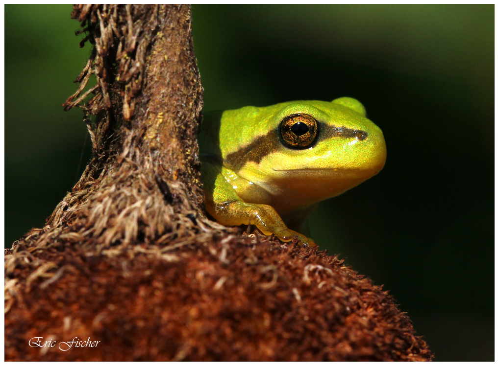 Kleiner Froschkönig