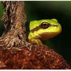 Kleiner Froschkönig