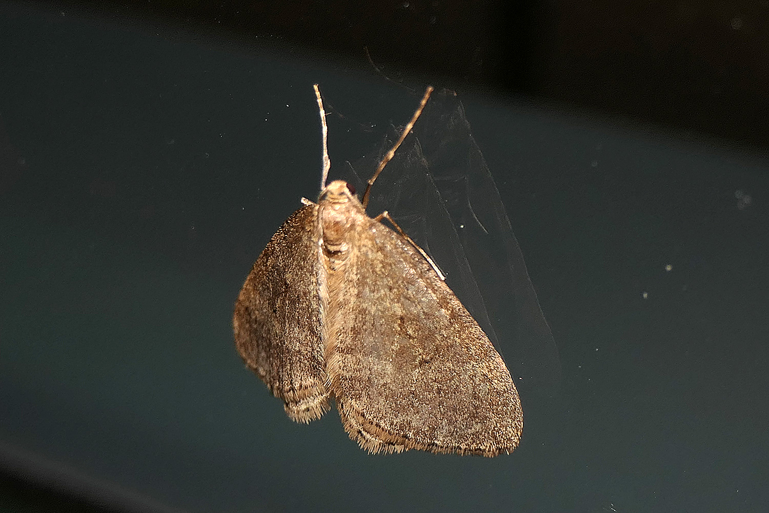 Kleiner Frostspanner Foto & Bild natur, insekten, tiere Bilder auf
