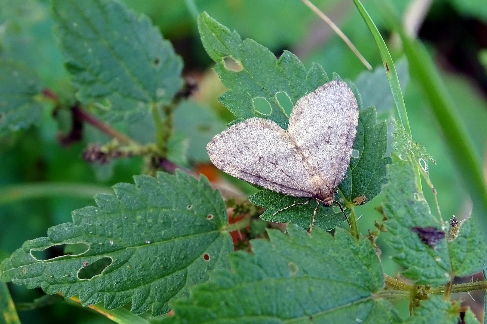 Kleiner Frostspanner Foto & Bild natur, nachtfalter, insekten Bilder