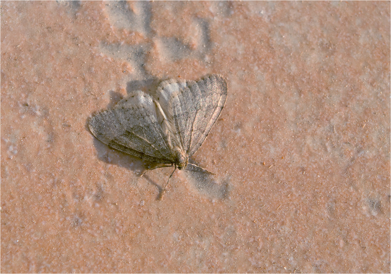 Kleiner Frostspanner (Operophtera brumata)