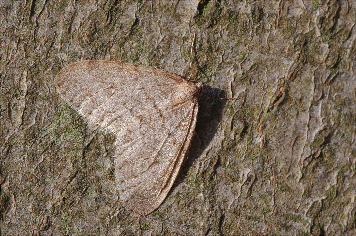 Kleiner Frostspanner (Operophtera brumata)