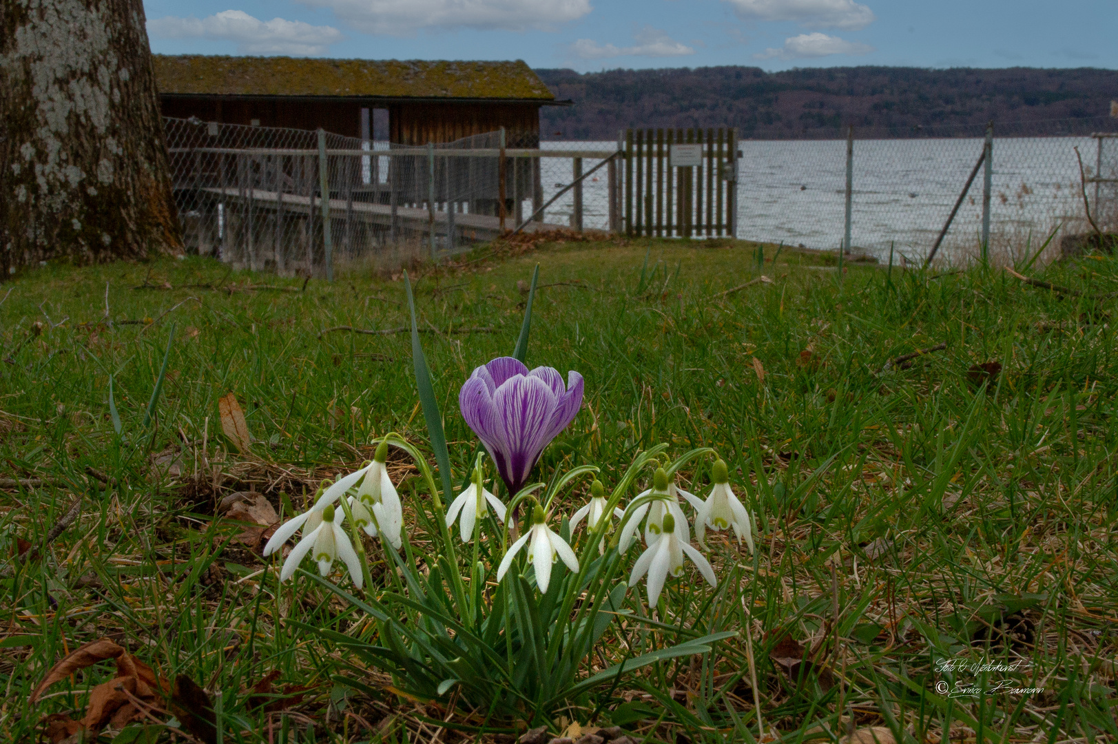 kleiner Frühling am Ammersee