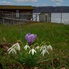 kleiner Frühling am Ammersee