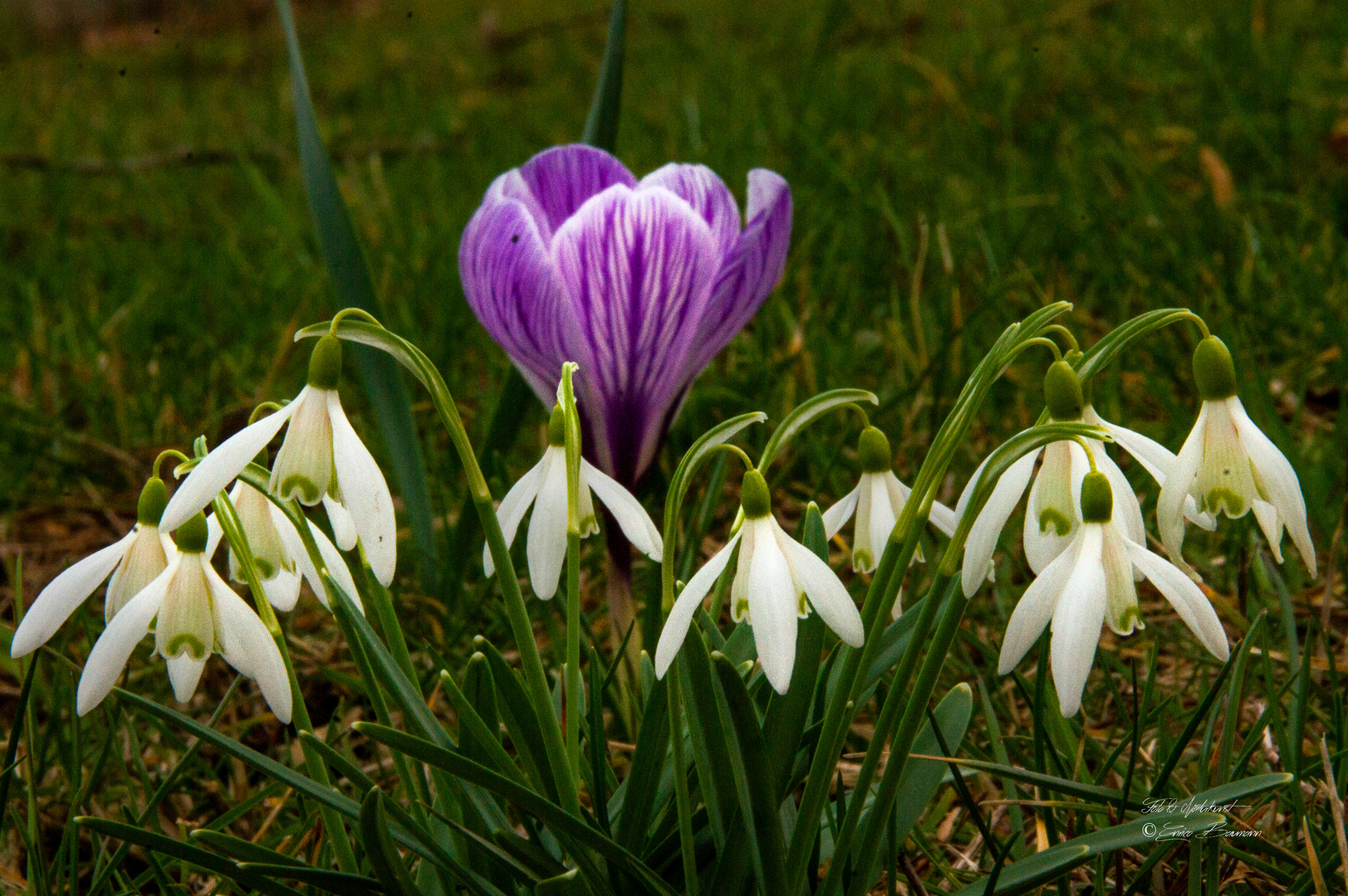 kleiner Frühling am Ammersee