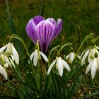 kleiner Frühling am Ammersee