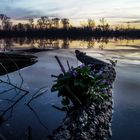 Kleiner Frühling am See