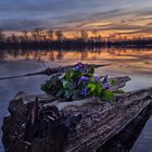 Kleiner Frühling am See