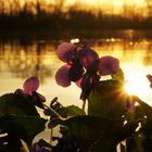 Kleiner Frühling am See