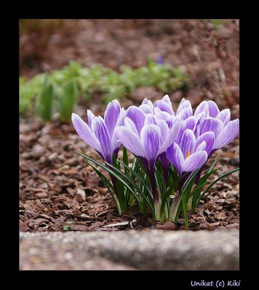 Kleiner Frühling am Wegesrand