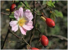 Kleiner Frühling im Herbst...