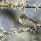 "Kleiner Frühlings-Vogel"