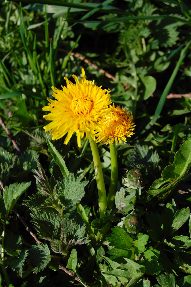 Kleiner Frühlingsbote