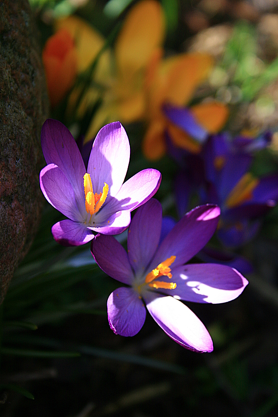 Kleiner Frühlingsbote