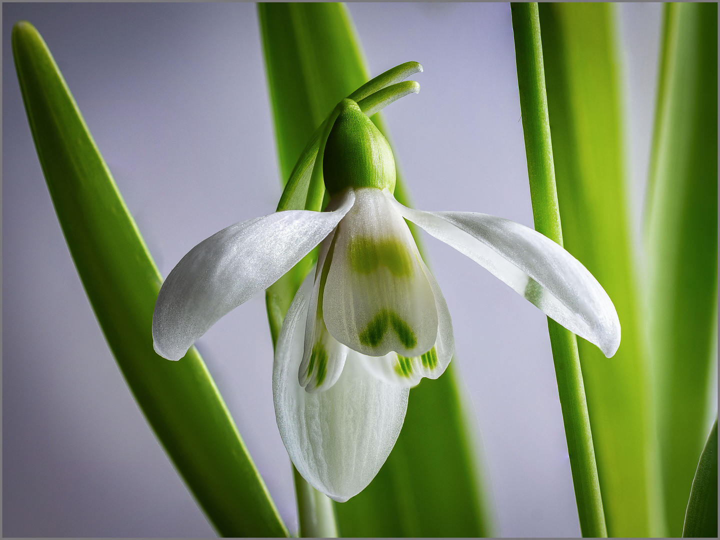 kleiner Frühlingsbote