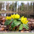 Kleiner Frühlingsbote