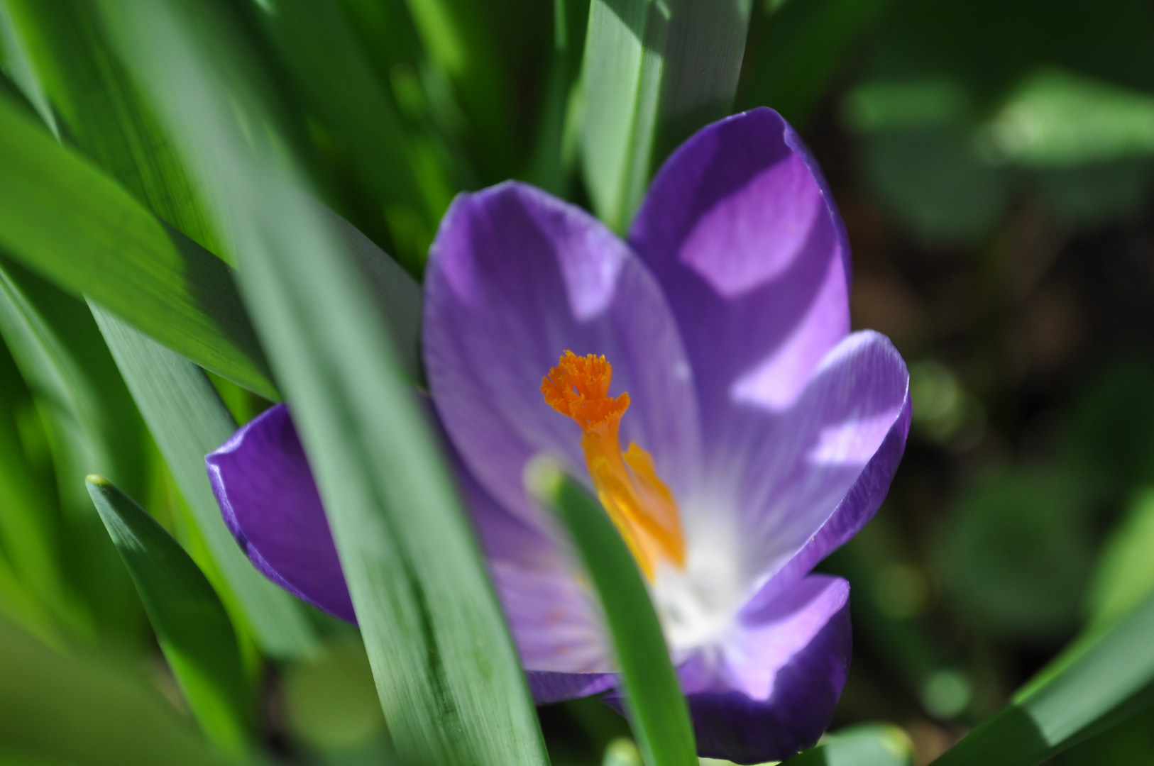 kleiner Frühlingsbote...