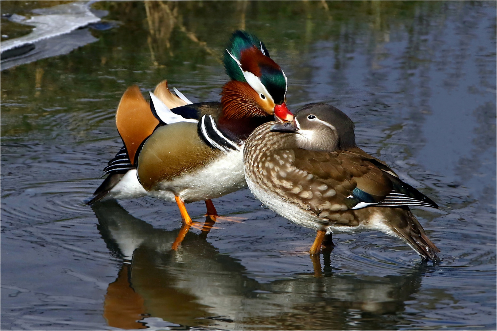 Kleiner Frühlingsflirt auf dem Eis - Mandarinentenpaar (Aix galericulata) - wildlife 