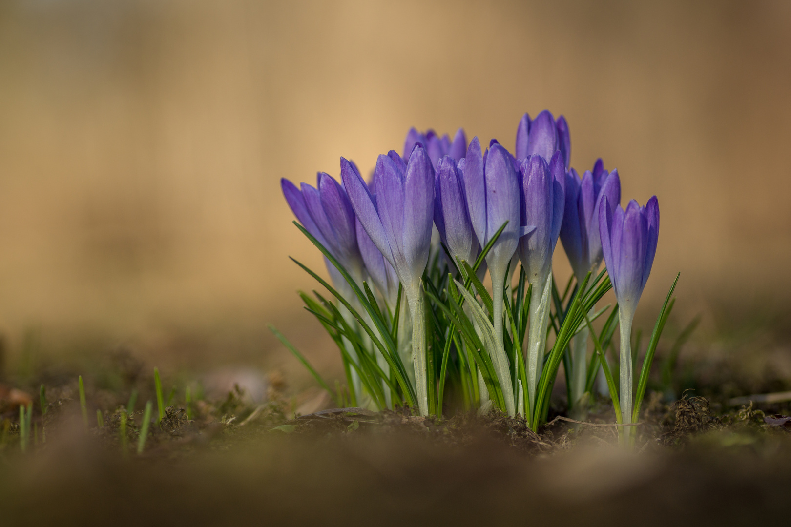 kleiner Frühlingsgruß