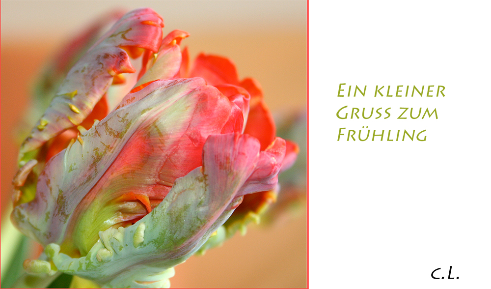 Kleiner Frühlingsgruß