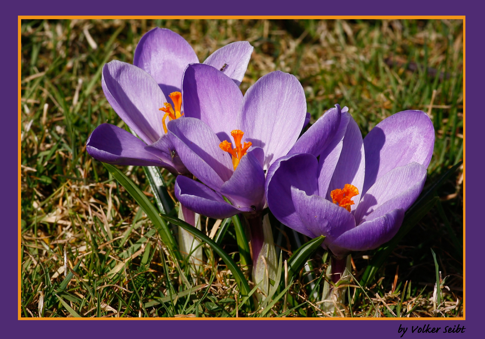 Kleiner Frühlingsgruss