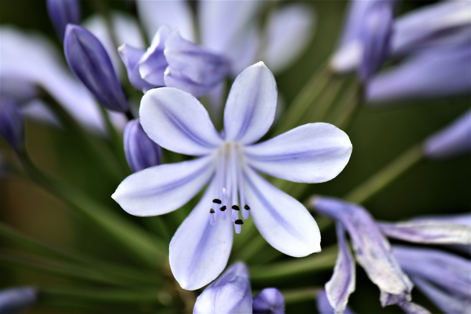 kleiner Frühlingsgruß