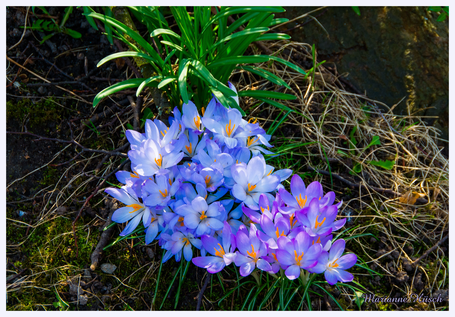 Kleiner Frühlingsgruß