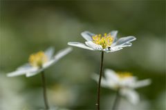 Kleiner Frühlingsgruß...