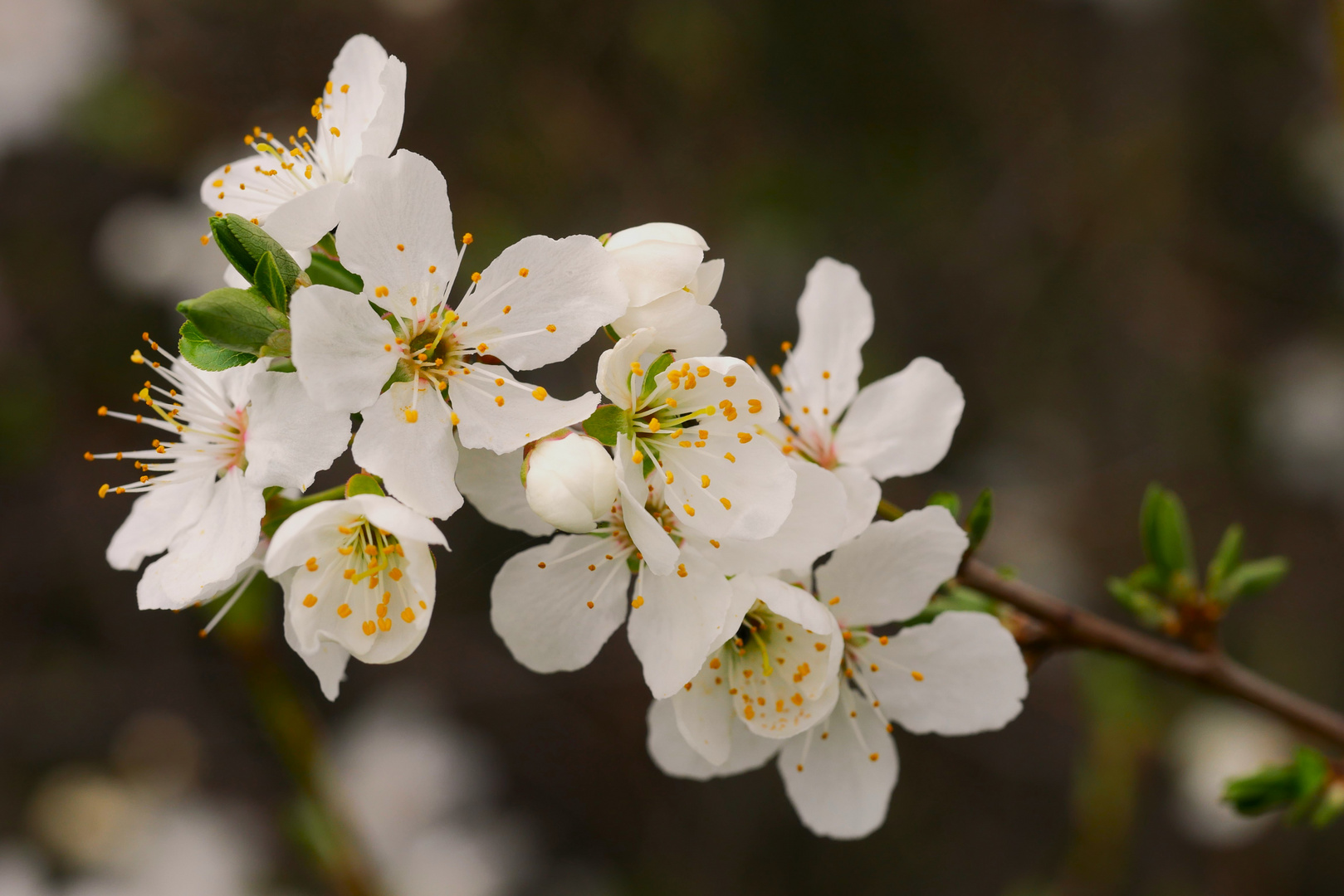 Kleiner Frühlingszweig