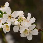 Kleiner Frühlingszweig