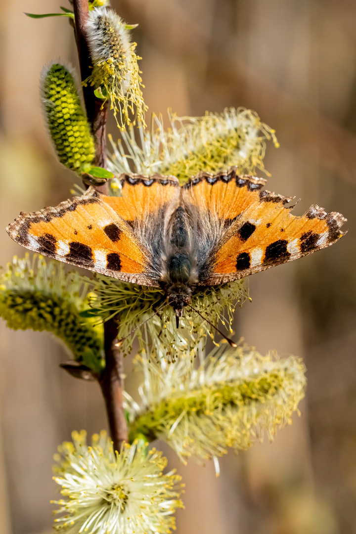 Kleiner Fuchs