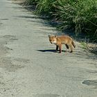 Kleiner Fuchs ....