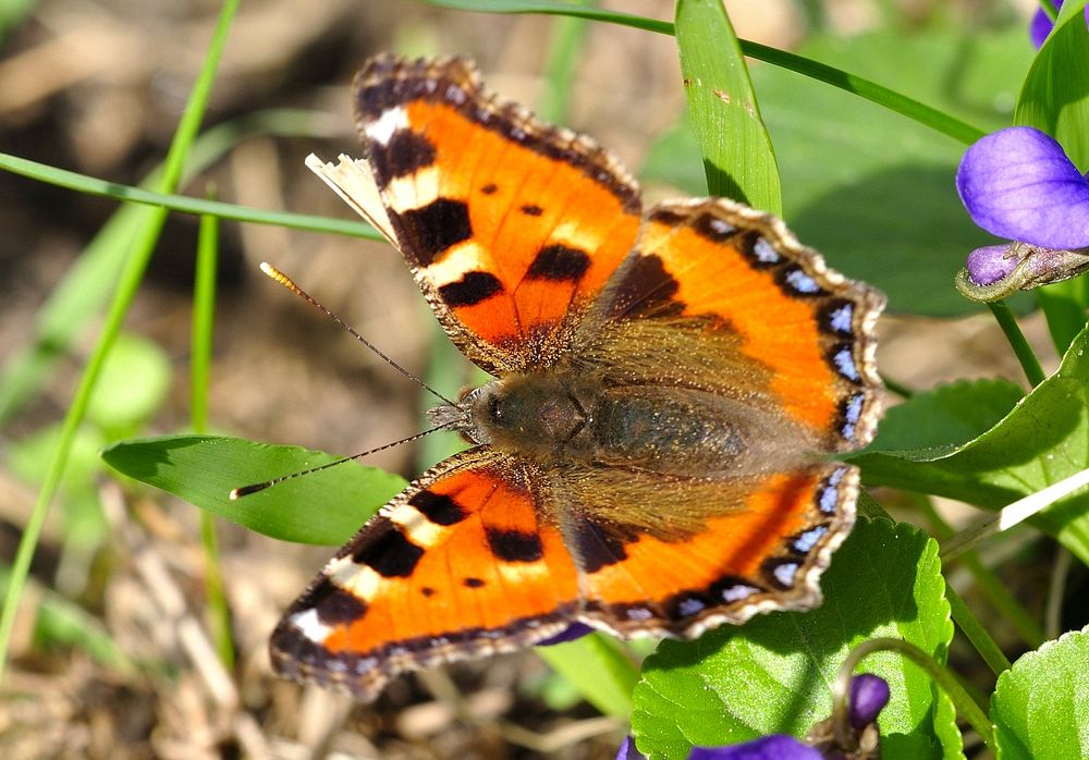 Kleiner Fuchs