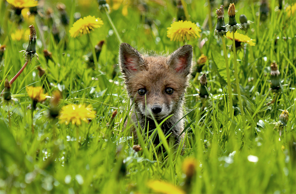 kleiner Fuchs ...