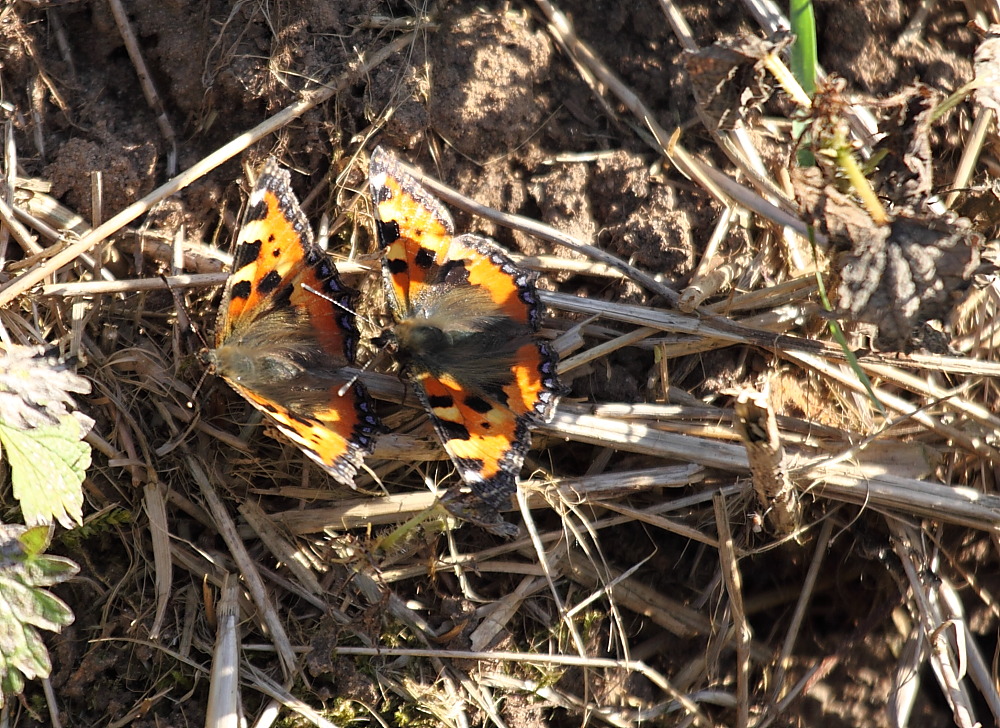 Kleiner Fuchs 1