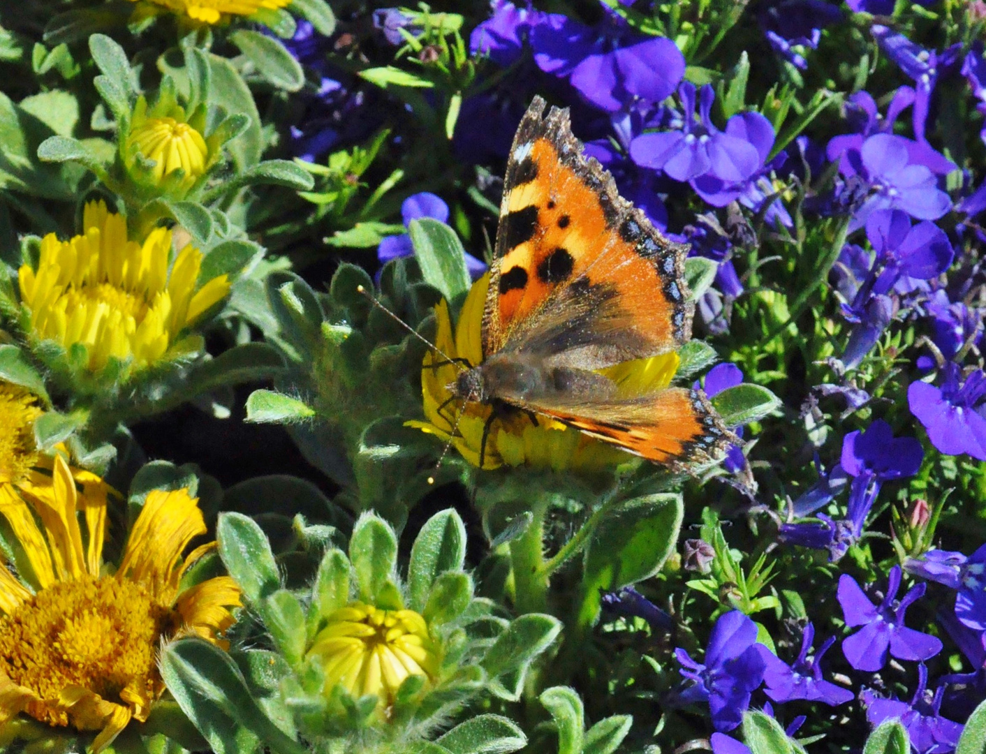 kleiner Fuchs 10: Asteriskus + Lobelia