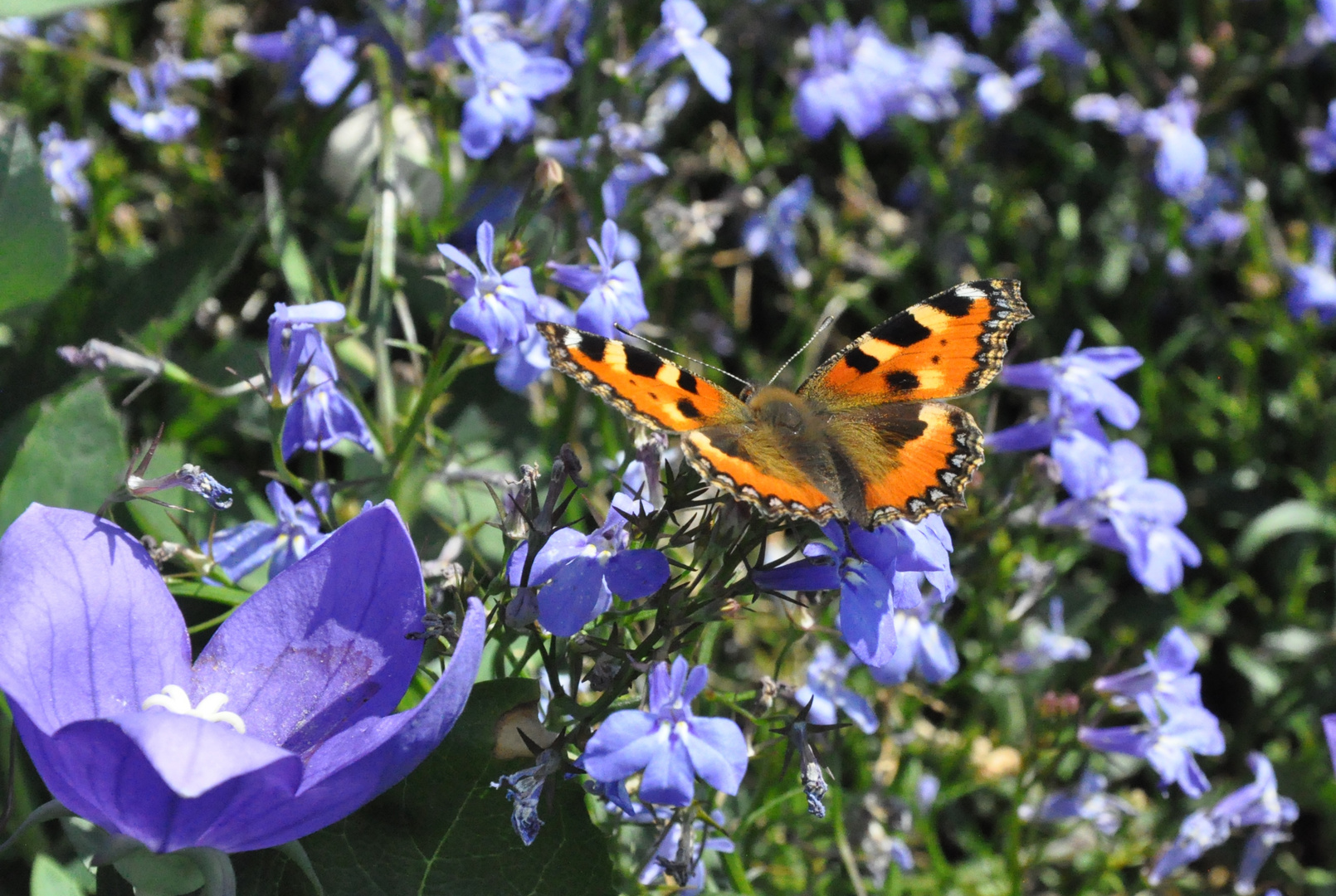 kleiner Fuchs 11: Lobelia