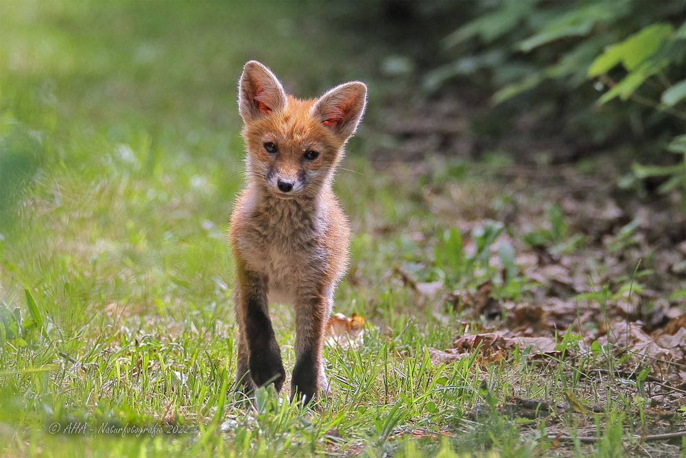 Kleiner Fuchs