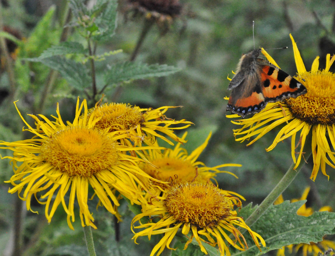 kleiner Fuchs 18: Sonnenhut-Blüte