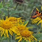 kleiner Fuchs 18: Sonnenhut-Blüte