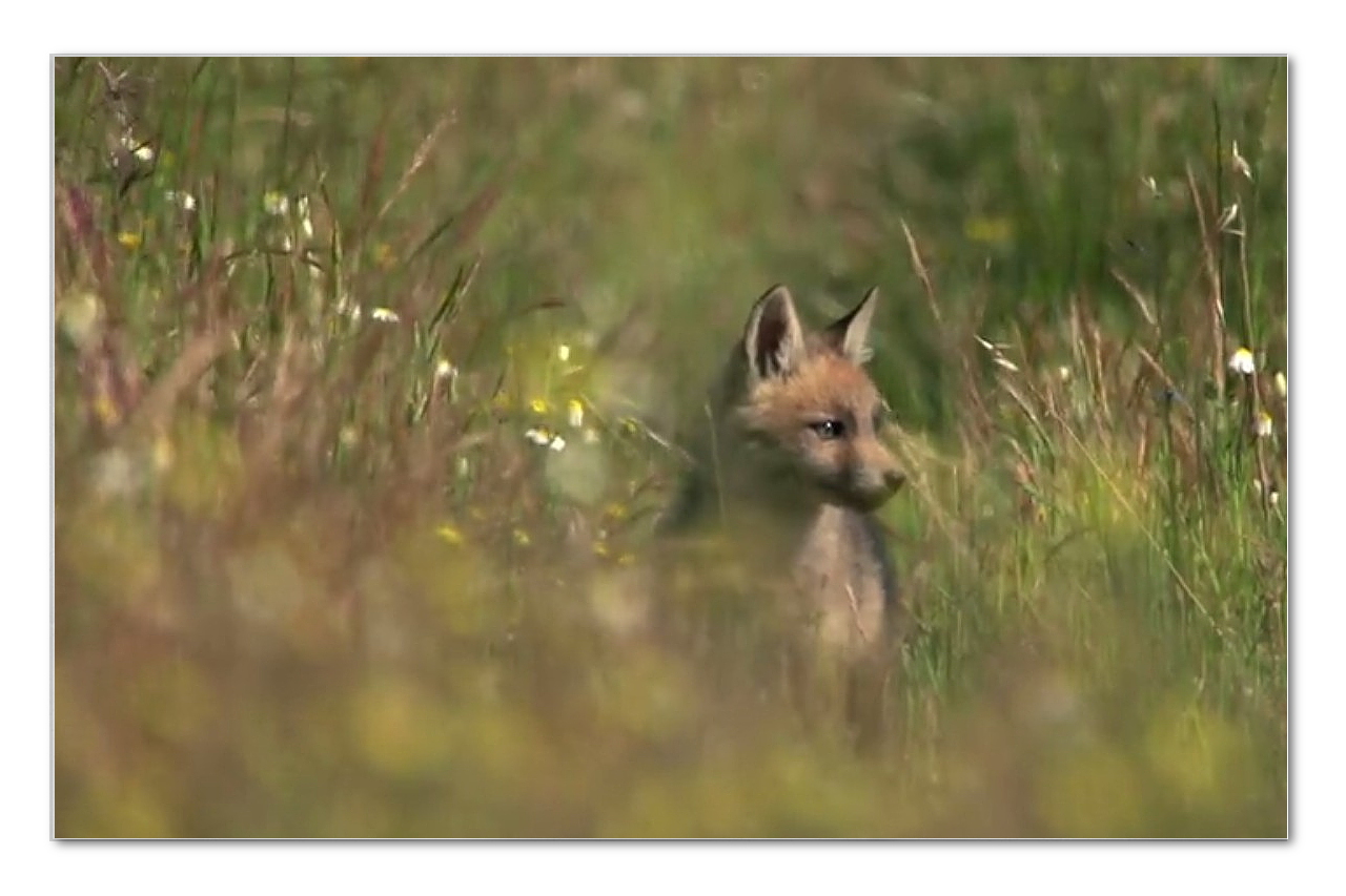 Kleiner Fuchs ... 